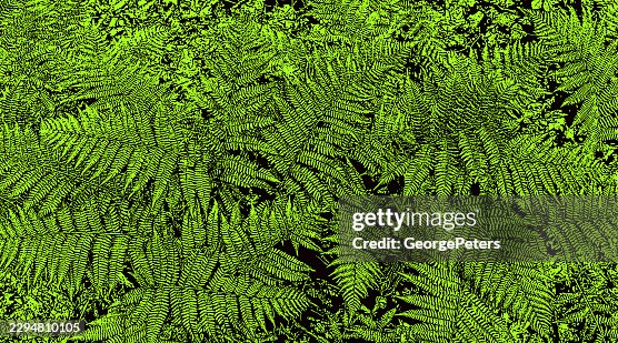 Fern leaves pattern Fern leaves pattern
