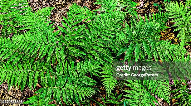 fern leaves pattern - fern leaf closeup stock illustrations
