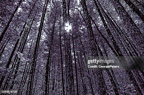 looking up at tall pine trees and glitch technique - looking below stock illustrations