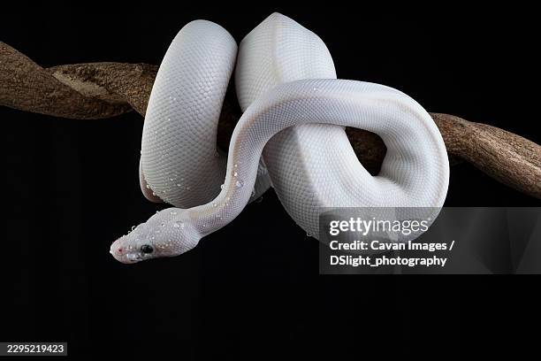 white python snake wrapped around a tree branch - ball python stock pictures, royalty-free photos & images