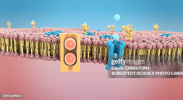 channels in cell membrane, illustration - peripheral nervous system stock illustrations