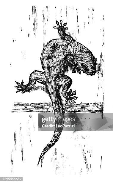gecko climbing a tree trunk with adhesive toe pads and prehensile tail - gecko stock illustrations