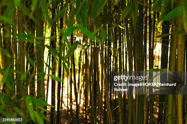 bamboo forest, golden cane bamboo, knotted bamboo, golden bamboo (phyllostachys aurea) - phyllostachys aurea stock pictures, royalty-free photos & images