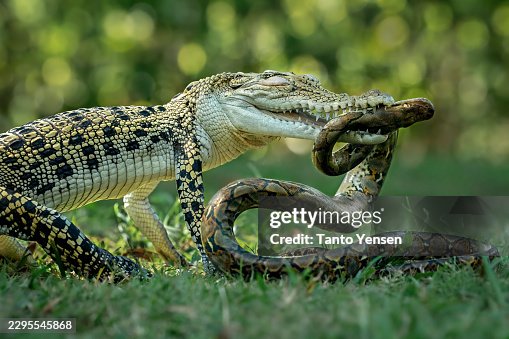 Saltwater crocodile fight with python snake Saltwater crocodile fight with python snake
