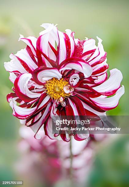 close-up image of a beautiful summer red and white dahlia 'tartan' flower in soft sunshine - polinización fotografías e imágenes de stock