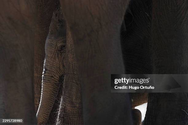 newborn sumatran elephant and herd: european endangered species programme - nasal polyps stock pictures, royalty-free photos & images