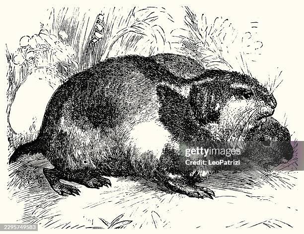 two lemmings resting on grass in a natural setting - foraging stock illustrations