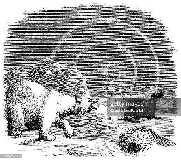 polar bear and walrus on ice floe in arctic wilderness - walrus stock illustrations