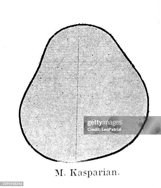 m. kasparian human skull asymmetrical contours for anthropological study - case study stock illustrations