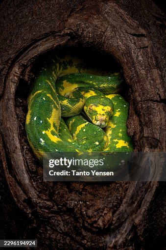 Green tree python Green tree python