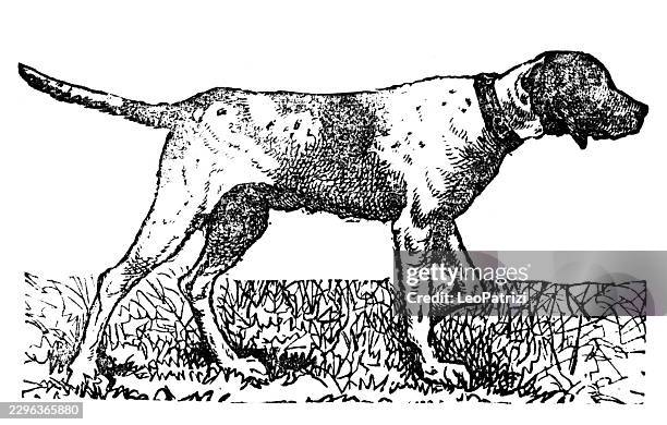 german pointer dog standing on grass field - german pointer stock illustrations