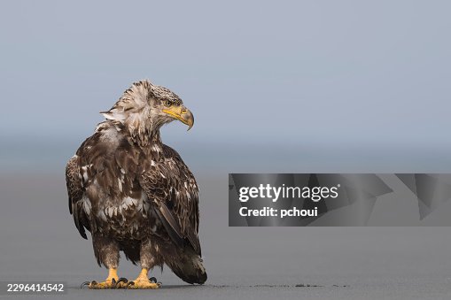 Bald Eagle Bald Eagle