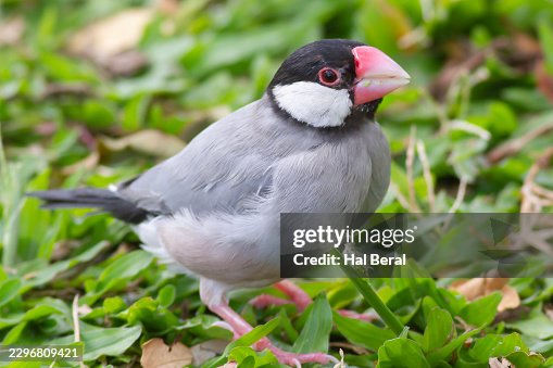Java Sparrow Java Sparrow