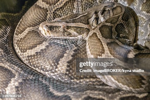 Python molurus (Indian python). Tiger Python. Nature. wild Python molurus (Indian python). Tiger Python. Nature. wild