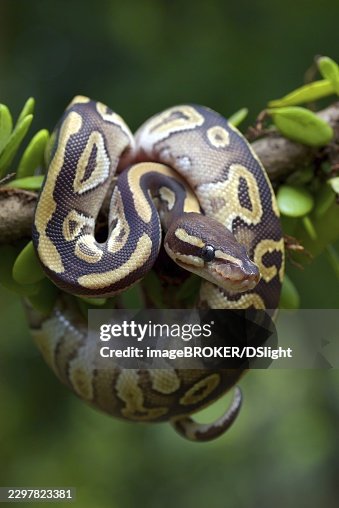 Ball python on a tree Ball python on a tree