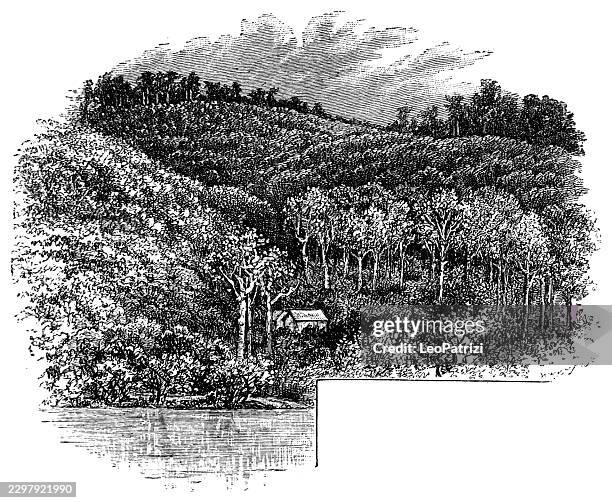 serene riverside landscape with forested hills and a small house - forest floor stock illustrations