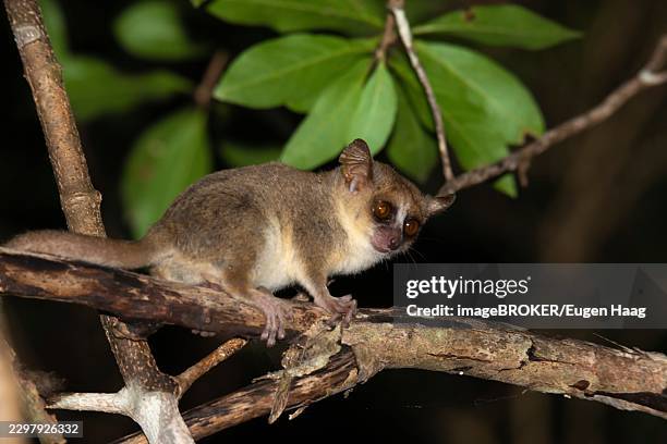 one little mouse lemur on a branch, taken at night - mouse lemur stock pictures, royalty-free photos & images