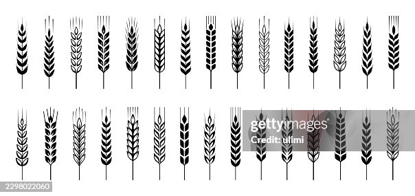 Wheat ears Wheat ears
