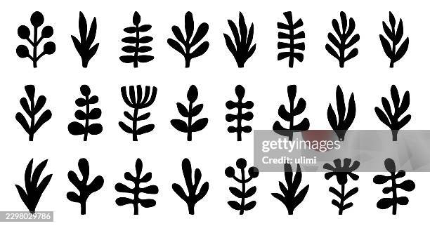 hand drawn plants - eucalyptus leaf stock illustrations