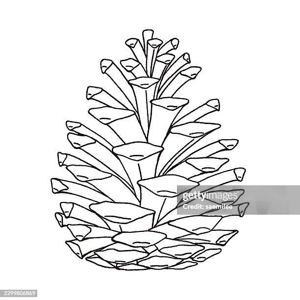 pine cone line drawing - pine cone white background stock illustrations