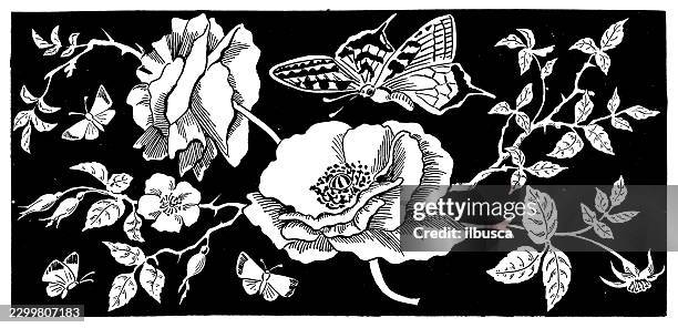 botanical illustration of flowers and butterflies - rose petal stock illustrations
