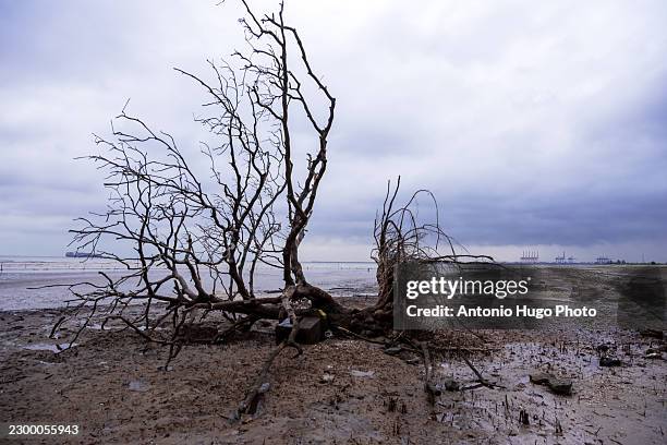 dead bare tree on mudflat in cat ba - cat tree isolated stock pictures, royalty-free photos & images