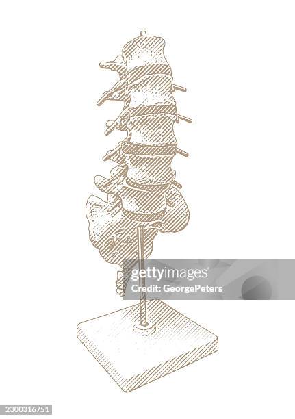 lumbar spine anatomical model line engraving vector illustration - chiropractor stock illustrations