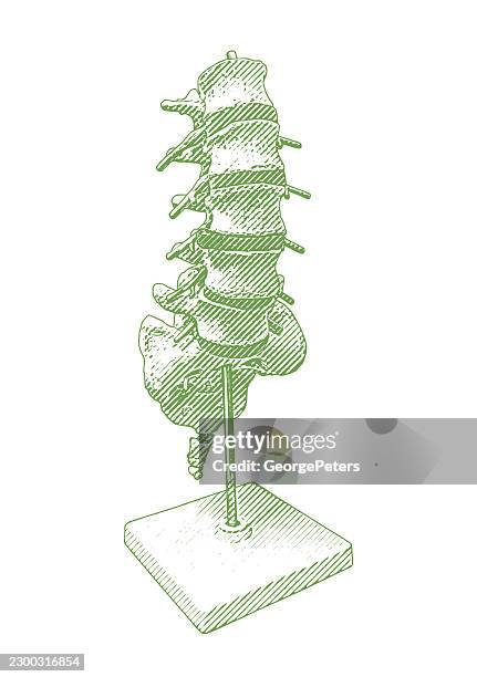 lumbar spine anatomical model line engraving vector illustration - skeleton model stock illustrations