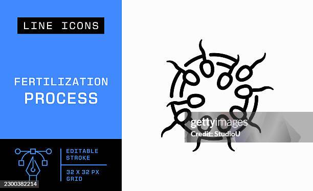 fertilization process editable stroke vector icon - ovulation icon stock illustrations