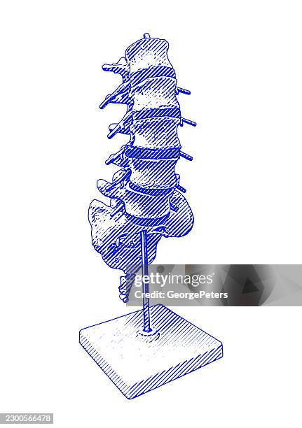 lumbar spine anatomical model line engraving vector illustration - space between bone joint stock illustrations
