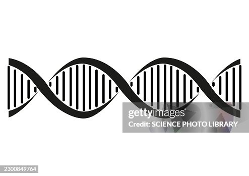 DNA molecule, conceptual illustration DNA molecule, conceptual illustration
