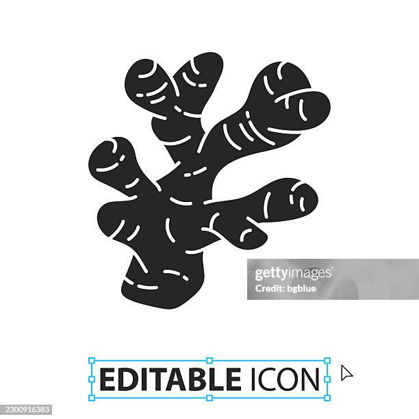 ginger - editable icon on white background - ginger root white background stock illustrations