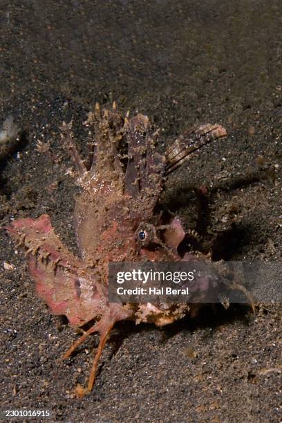 spiny devilfish - spiny devilfish stock pictures, royalty-free photos & images