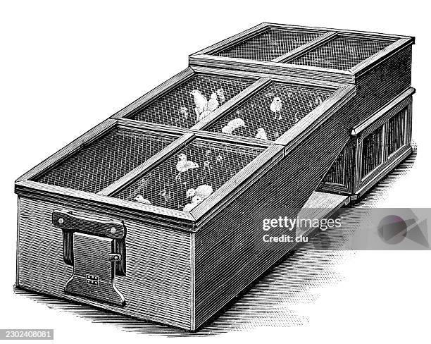 historical artificial brooder containing several chicks in a long wooden rearing box — sloping wire mesh covers, raised brooding compartment and side access to the poultry enclosure - wire cage stock illustrations