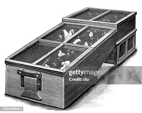 Historical artificial brooder containing several chicks in a long wooden rearing box — sloping wire mesh covers, raised brooding compartment and side access to the poultry enclosure Historical artificial brooder containing several chicks in a long wooden rearing box — sloping wire mesh covers, raised brooding compartment and side access to the poultry enclosure