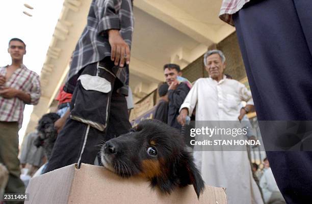 Puppy for sale sits in a box 25 July 2003 at the animal market in Baghdad, one day after the US military released grisly photos of the bodies of...