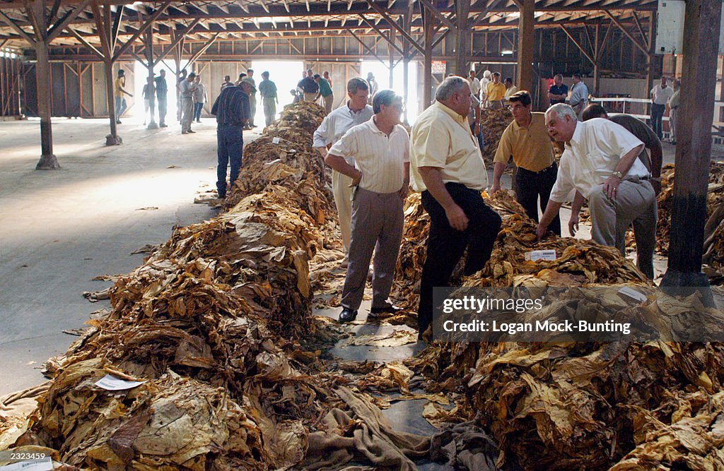 Tobacco Auctions Open In North Carolina