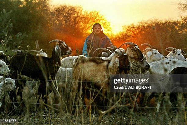 Mirta Quiroga sheperds her herd of goats 15 July 2003 at dawn in the Quimili area, Santiago del Estero, central Argentina. Born and grown up in the...