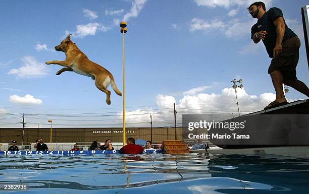 Jerry Reed Dogs 443 Riley Reed Stock Photos, High-Res Pictures, and Images - Getty Images