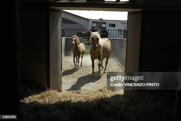 Prometea , the world's first horse clone, and her mother Stella Cometa pose in the stable of the Laboratory of Reproductive Technology in Cremona,...