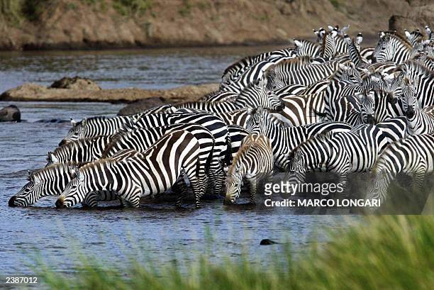 Heard of zebras drink water 07 August 2003 at the Mara River, in the Masai-Mara Game reserve, one of the main crossing point of their migration. The...