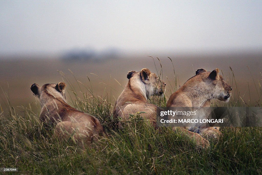 Lionesses rest in the bushes of the Masa