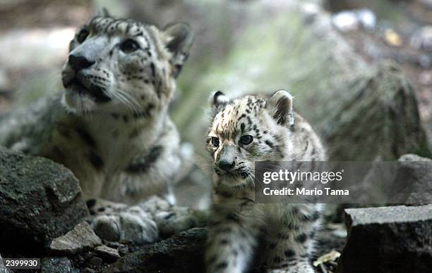 Biscuit , a baby male snow leopard, makes his public debut with his mother Shikari at the Bronx Zoo August 14, 2003 in New York City. Biscuit was...