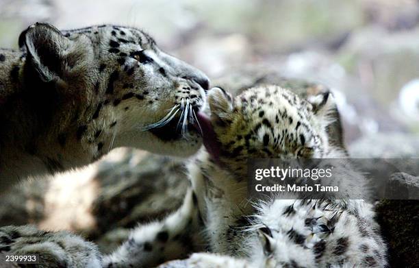 Biscuit , a baby male snow leopard, makes his public debut with his mother Shikari at the Bronx Zoo August 14, 2003 in New York City. Biscuit was...