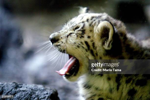 Biscuit, a baby male snow leopard, yawns while making his public debut at the Bronx Zoo August 14, 2003 in New York City. Biscuit was born June 5,...