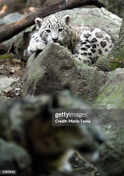 Biscuit , a baby male snow leopard, makes his public debut with his mother Shikari at the Bronx Zoo August 14, 2003 in New York City. Biscuit was...