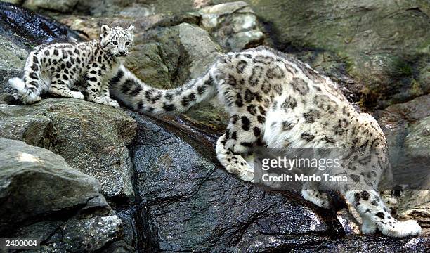 Biscuit , a baby male snow leopard, makes his public debut with his mother Shikari at the Bronx Zoo August 14, 2003 in New York City. Biscuit was...