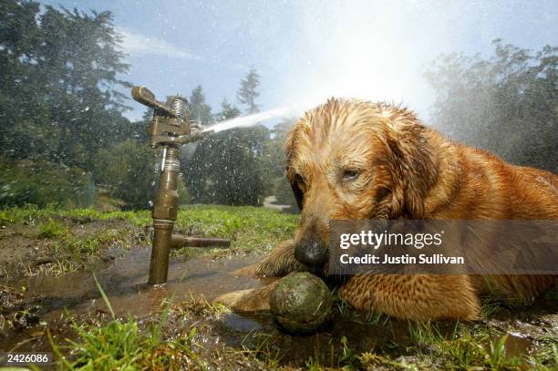 Golden retriever named Hercules sits next to a sprinkler during a break from playing fetch August 25, 2003 at Golden Gate Park in San Francisco,...