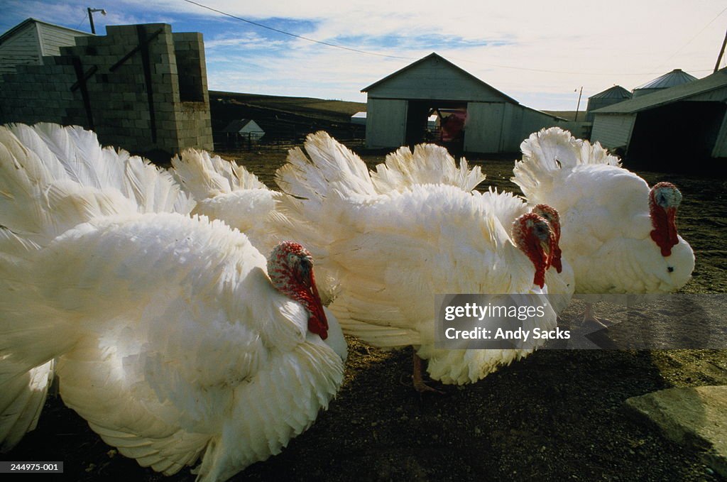 Four Turkeys in farmyard