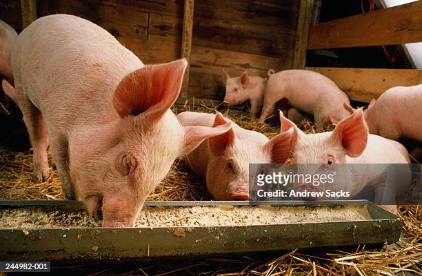 piglets (sus sp.) feeding at trough - livestock stock pictures, royalty-free photos & images